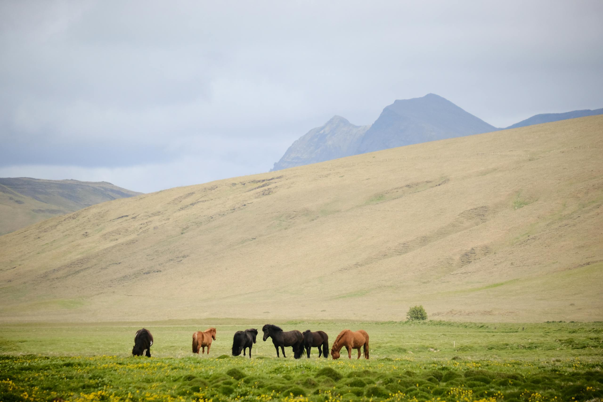 A group of wild horses grazing in the vast Icelandic landscape under a cloudy sky.